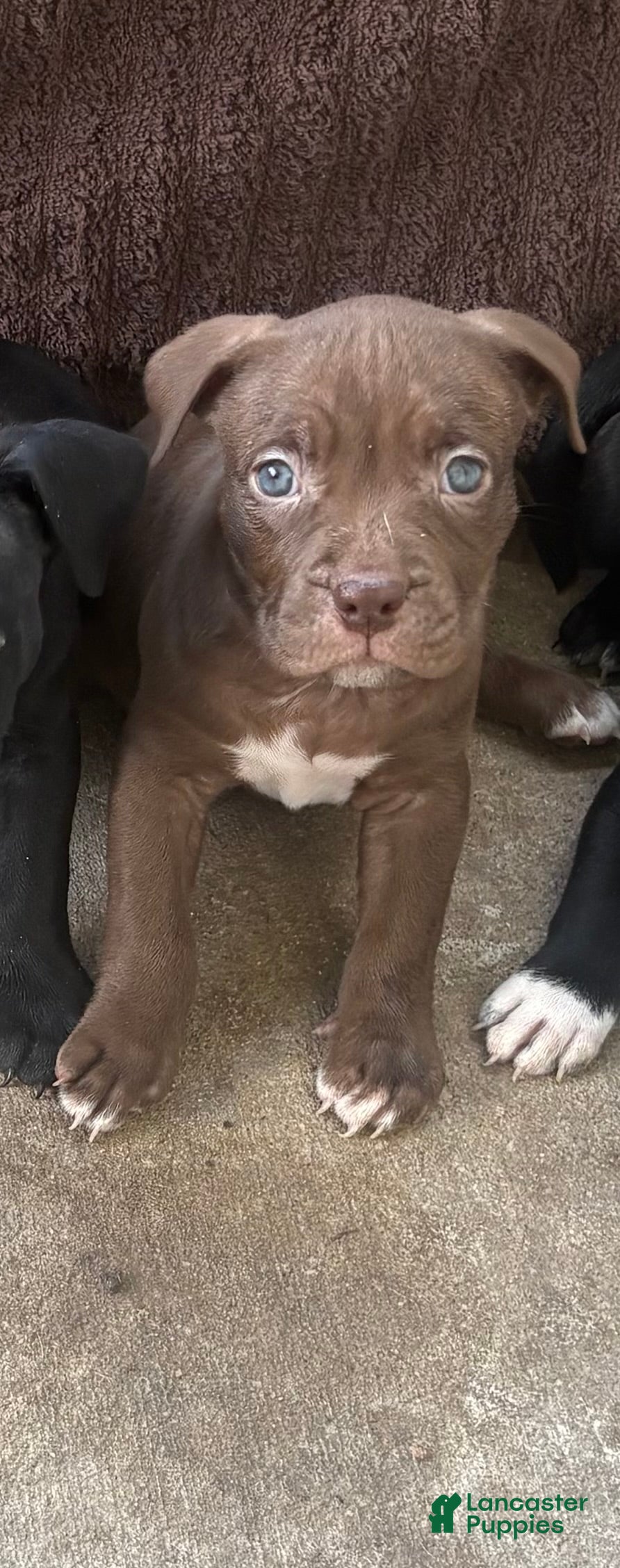 Mixed Breed dogs Mocha - Ad 36