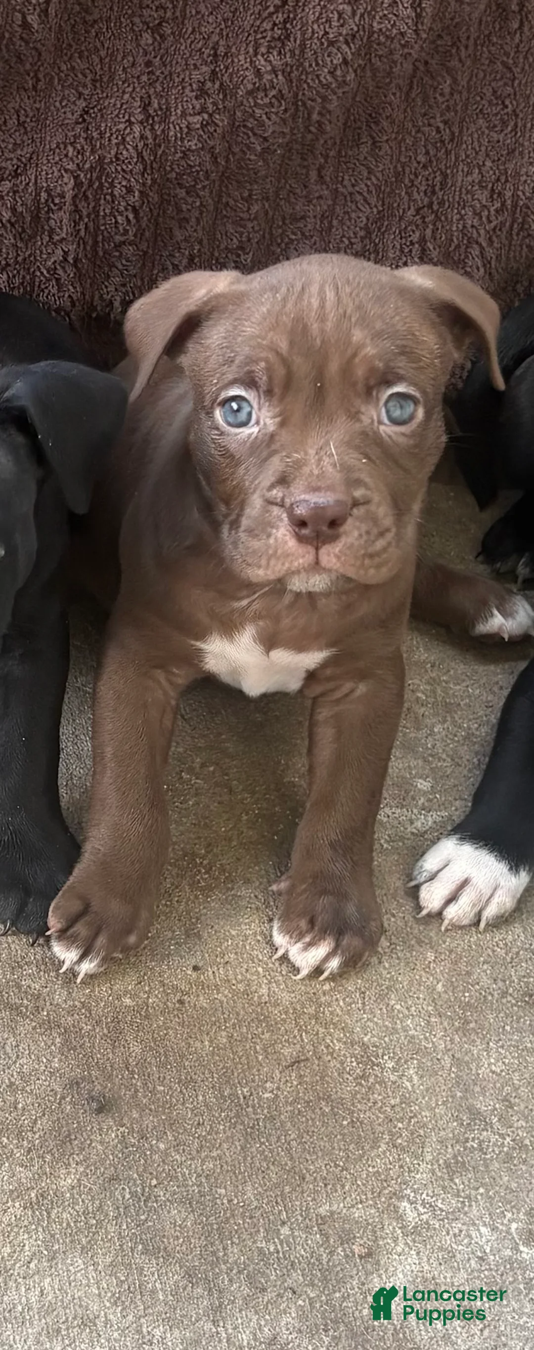 Mixed Breed dogs for sale: Mocha - Ad 1