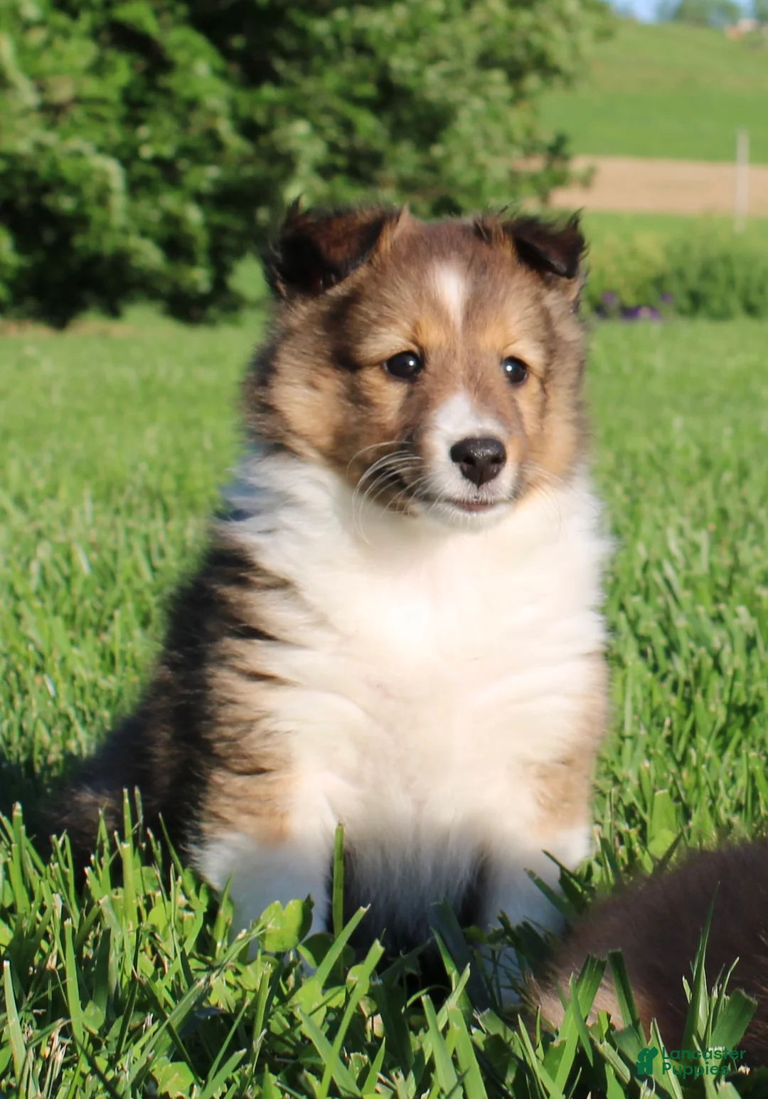 Shetland Sheepdog dogs for sale: Lacey  - Ad 1