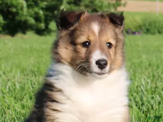 Shetland Sheepdog dogs for sale: Lacey - Ad 1