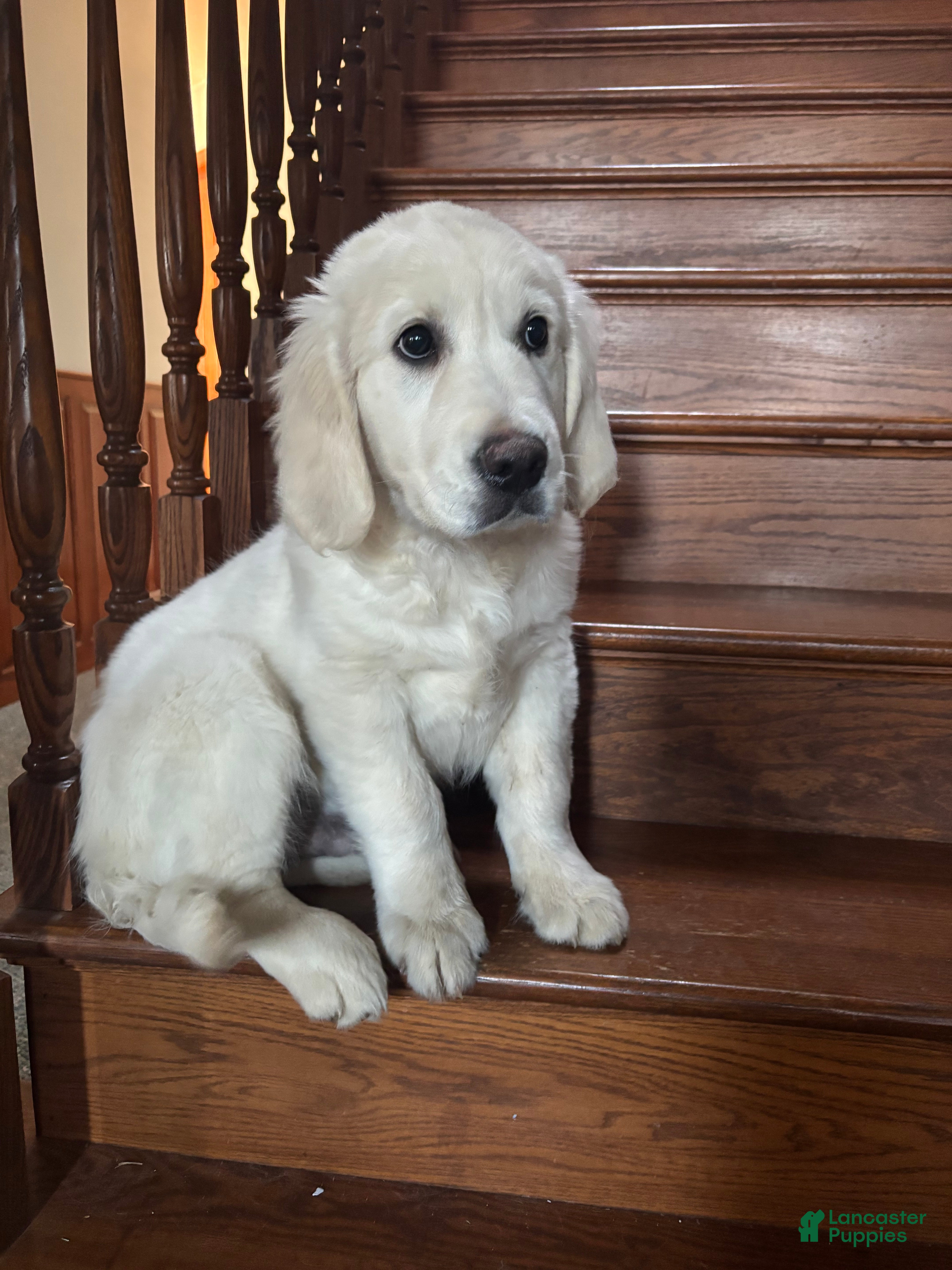 Golden Retriever dogs Bo  - Ad 1