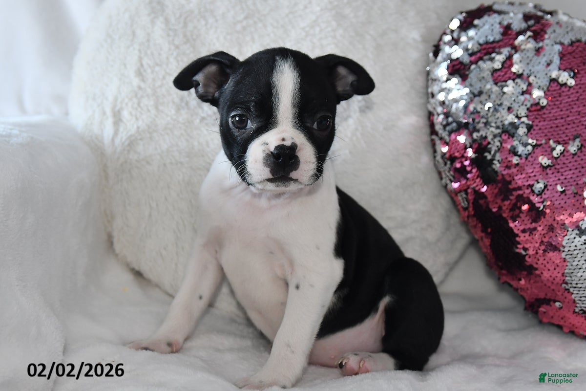 Boston Terrier dogs Donna - Ad 2