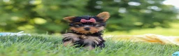Yorkshire Terrier dogs for sale: Lila - Ad 5