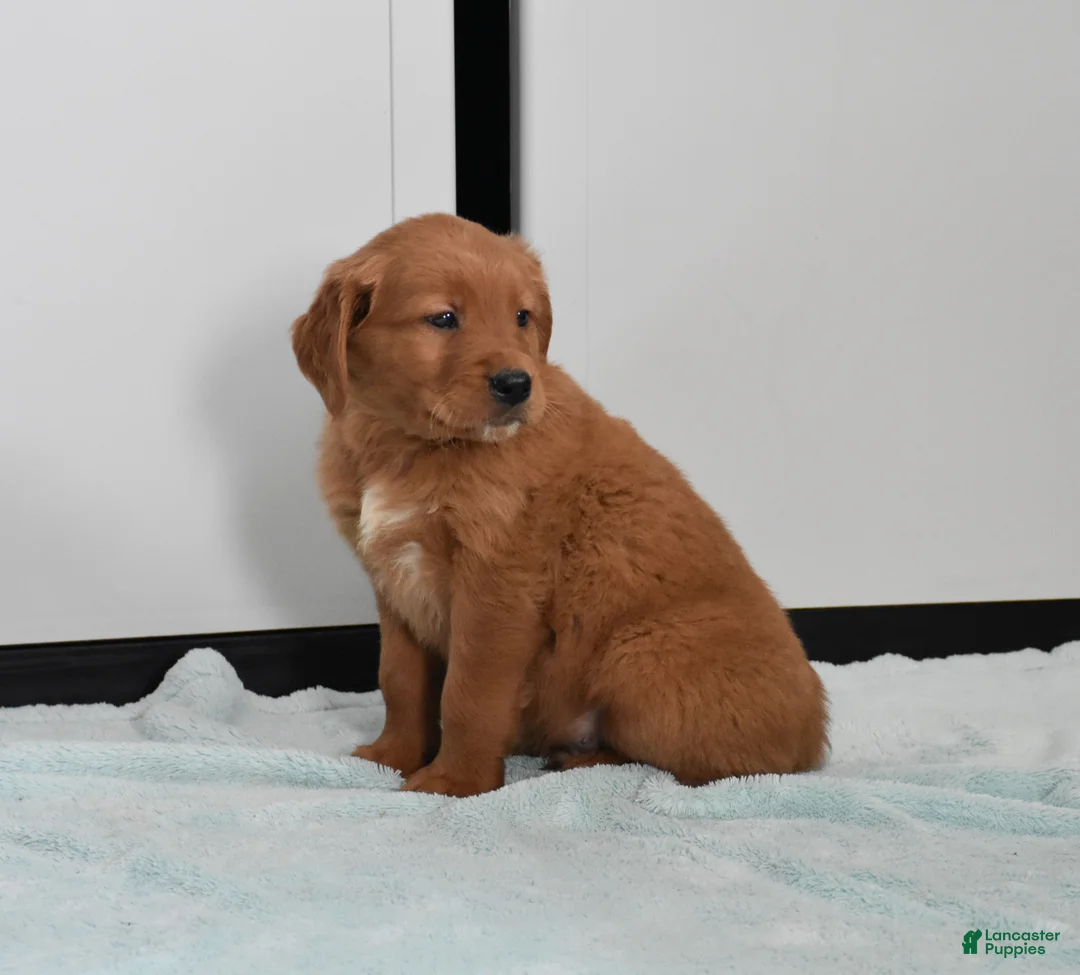 Golden Retriever dogs for sale: Walter    Genetic/OFA - Ad 5