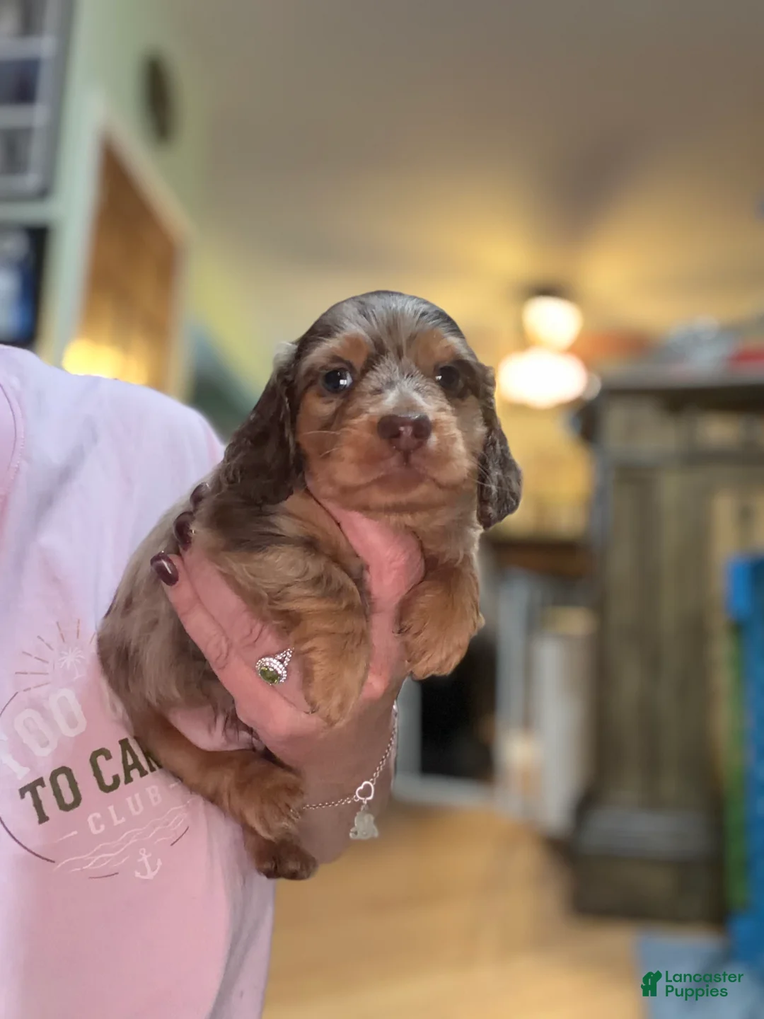 Miniature Dachshund dogs for sale: AKC pra clear import - Ad 9