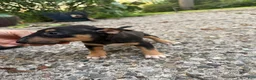 Miniature Bull Terrier dogs for sale: Ariel  - Ad 4