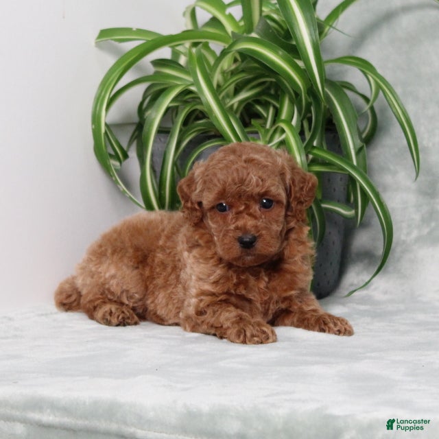 Miniature Poodle dogs Zinnia - Ad 1