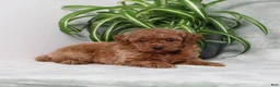 Miniature Poodle dogs for sale: Zinnia - Ad 1