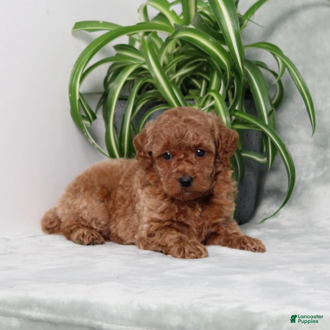 Miniature Poodle dogs for sale: Zinnia - Ad 1