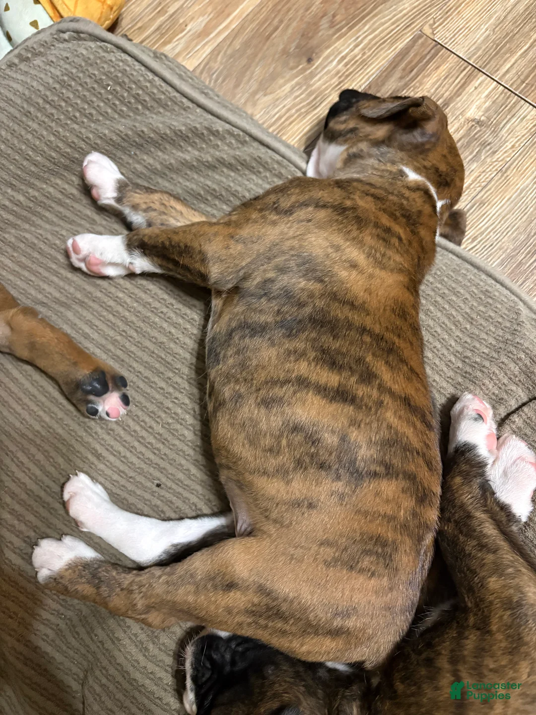 Boxer dogs for sale: Daisy - Ad 4