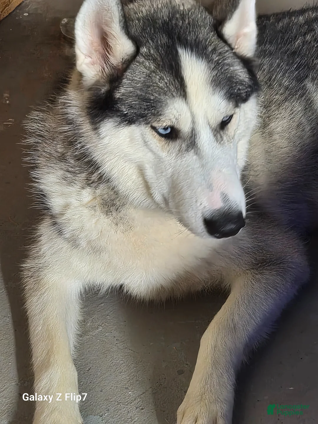 Goberian dogs for sale: BREEZE - Ad 2