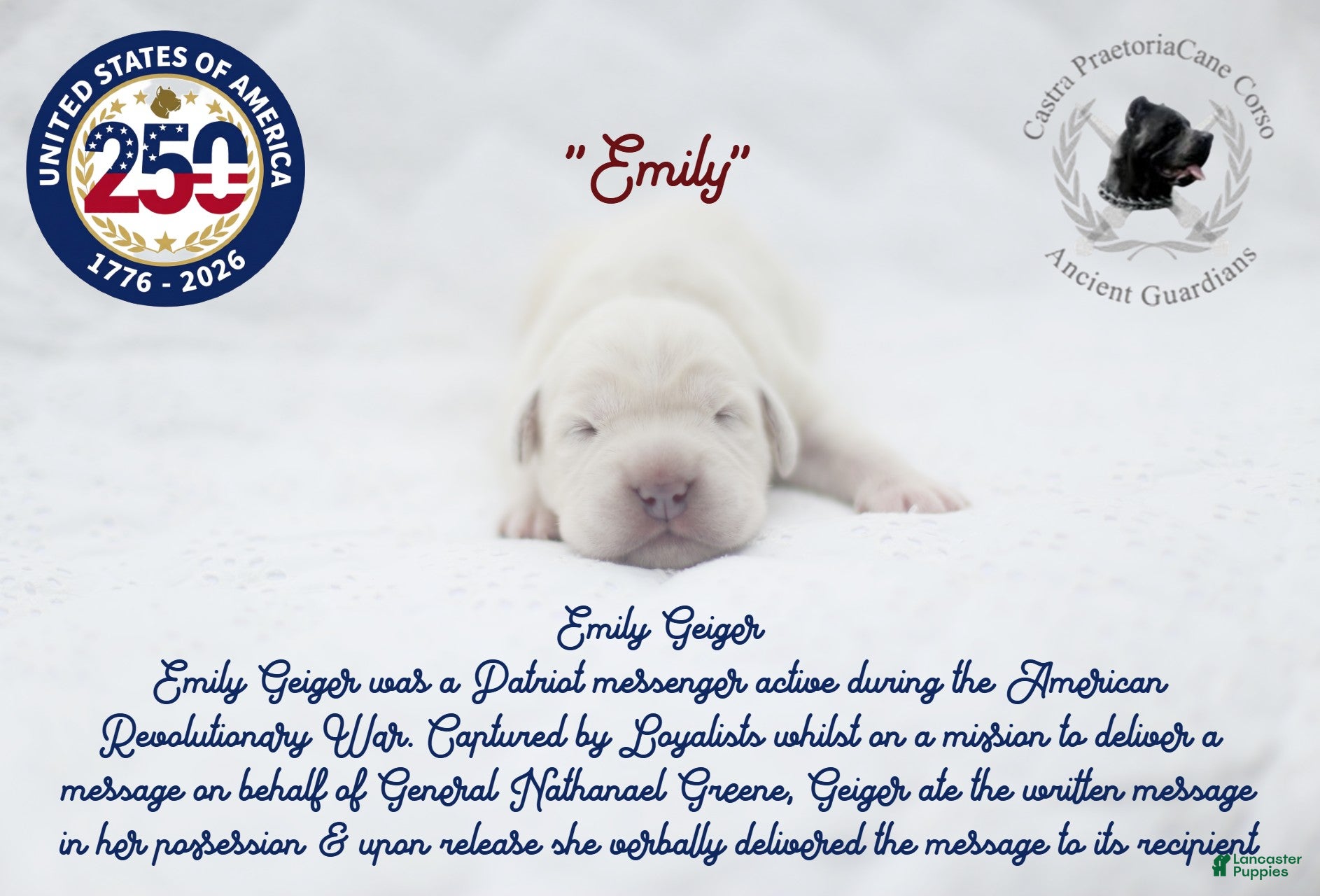 Cane Corso dogs "Emily" - Ad 18