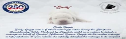 Cane Corso dogs for sale: "Emily" - Ad 1
