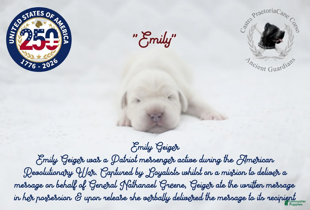 Cane Corso dogs for sale: "Emily" - Ad 1