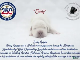 Cane Corso dogs "Emily" - Ad 37