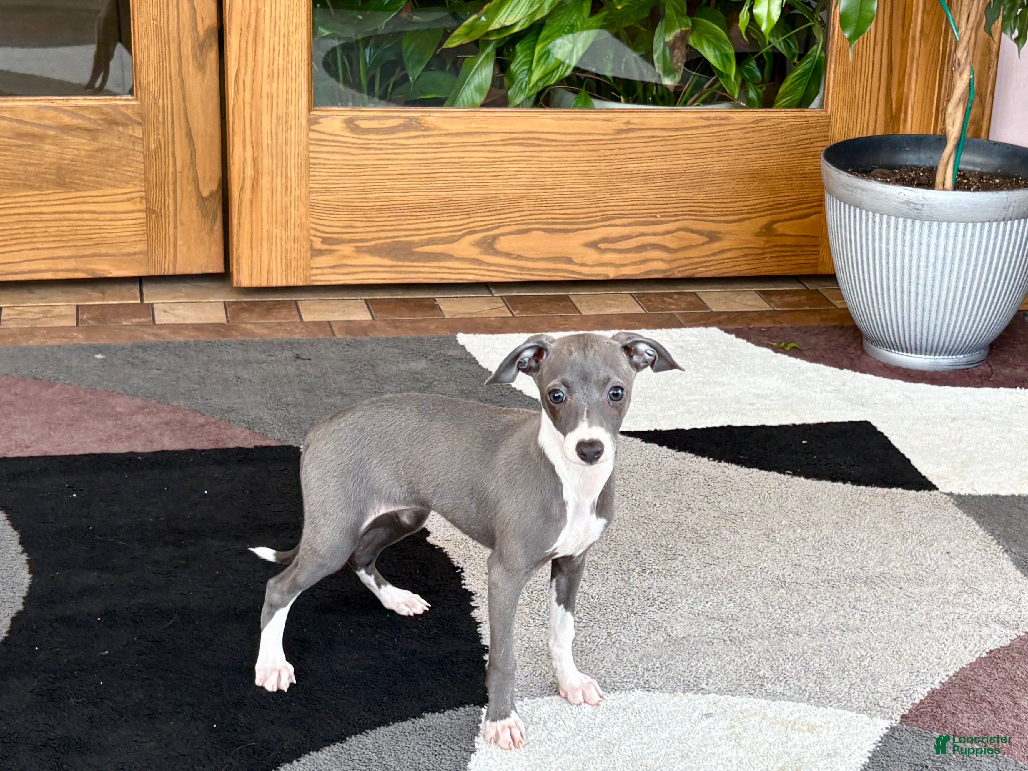 Italian Greyhound dogs Italian Greyhound 4 blue girl  - Ad 1