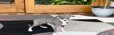 Italian Greyhound 4 blue girl 
