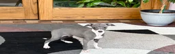 Italian Greyhound dogs for sale: Italian Greyhound 4 blue girl  - Ad 1