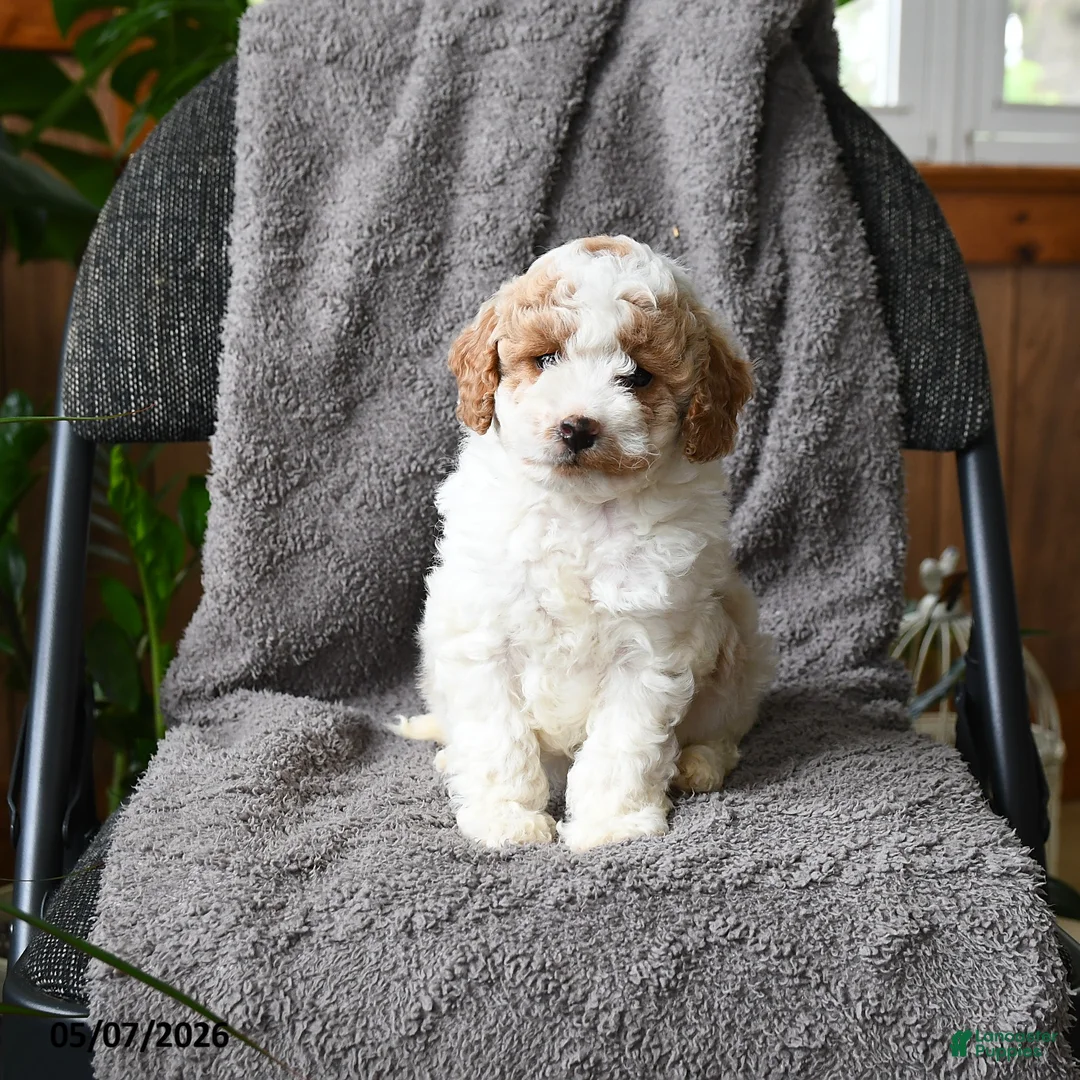 Mini Goldendoodle dogs for sale: Callan - Ad 2