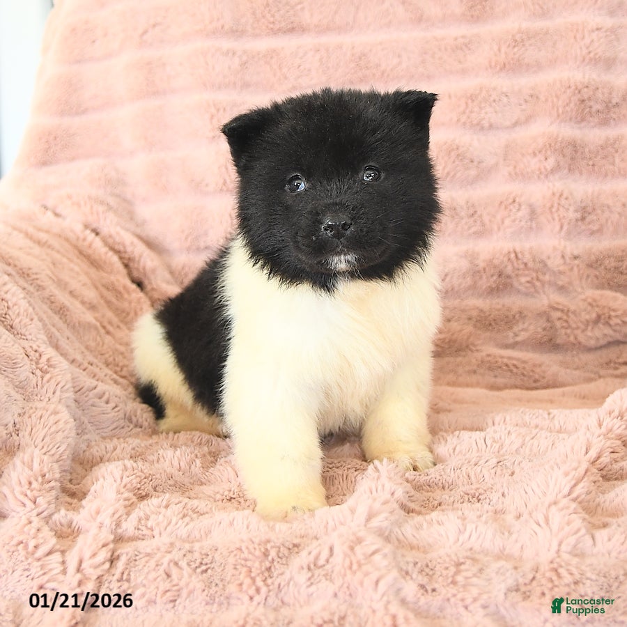 Akita dogs Flicker - Ad 6