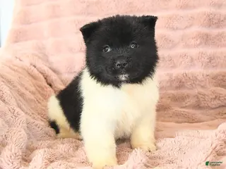 Akita dogs Flicker - Ad 2
