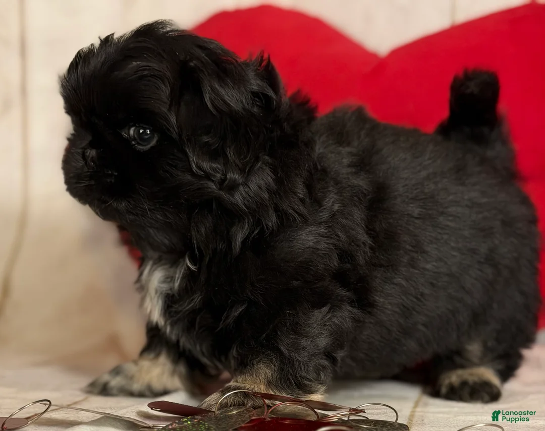 Pekingese dogs for sale: ACA Dobby BLACK and tan - Ad 12