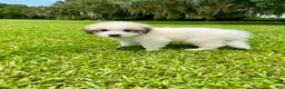 Great Pyrenees dogs for sale: Purple Boy - Ad 4