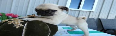 Pug 3 Kala