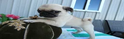 Pug dogs for sale: Pug 3 Kala - Ad 1