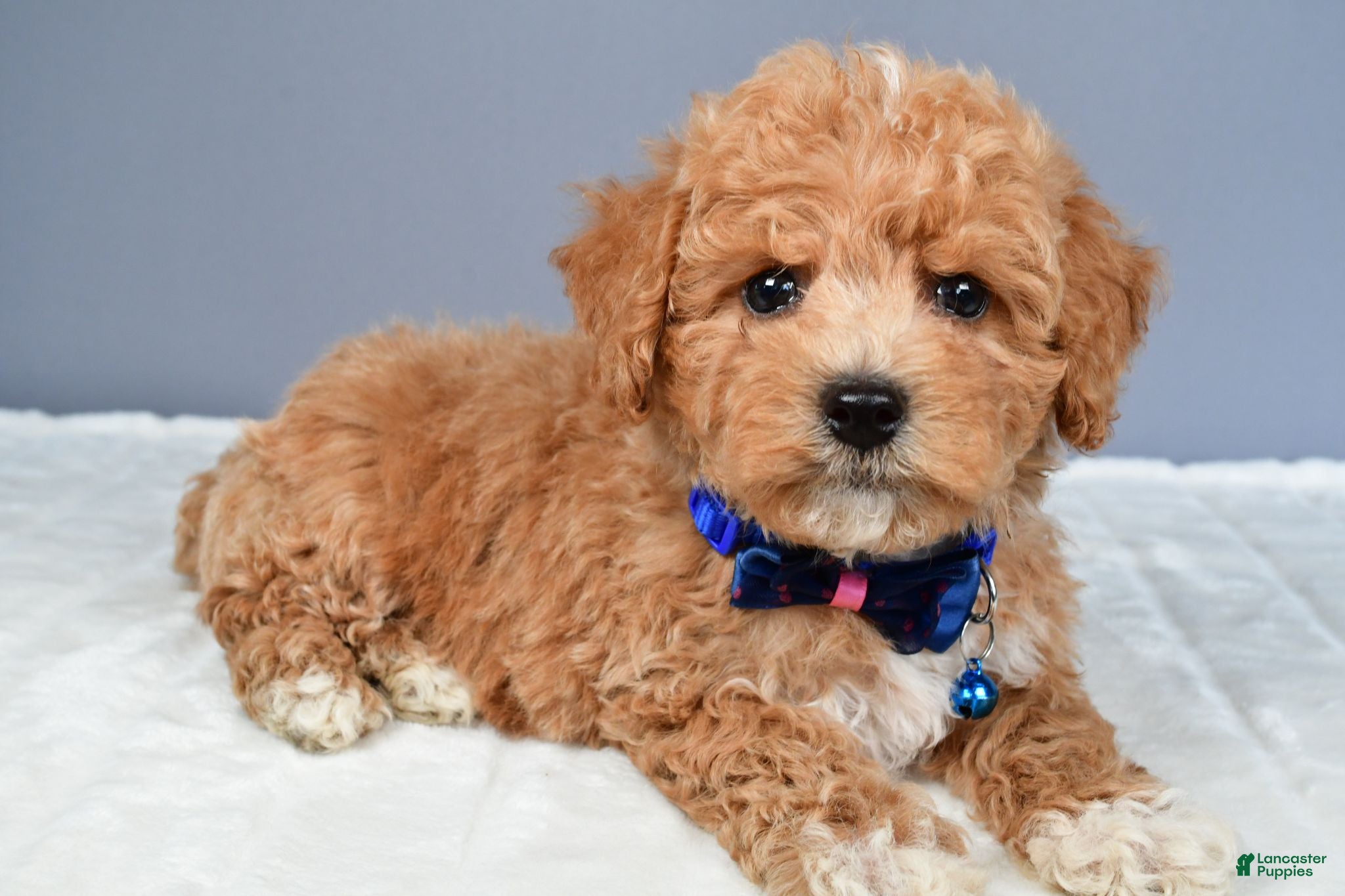 Miniature Poodle dogs Nelson - Ad 1