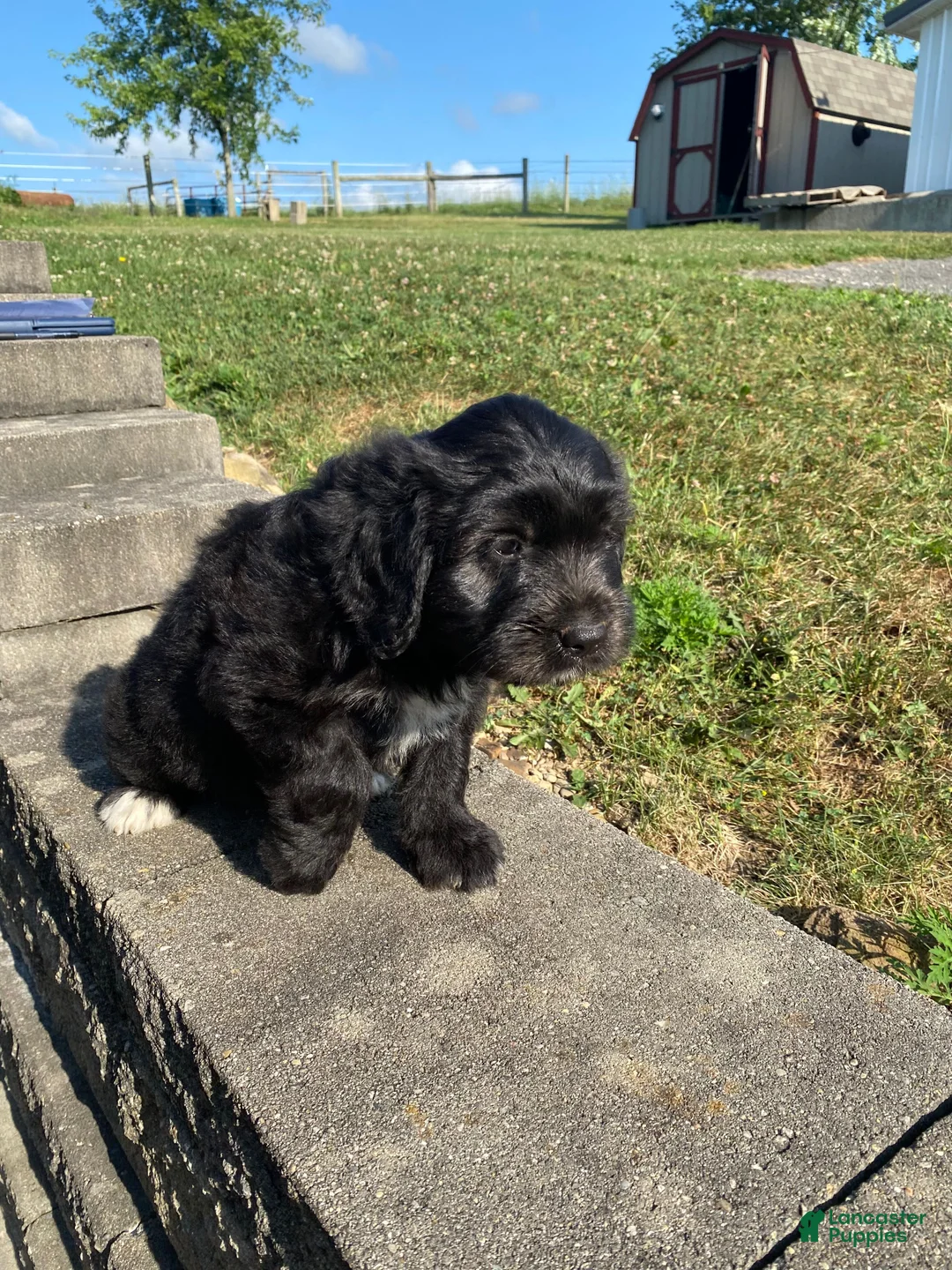 Mixed Breed dogs for sale: Archie - Ad 4