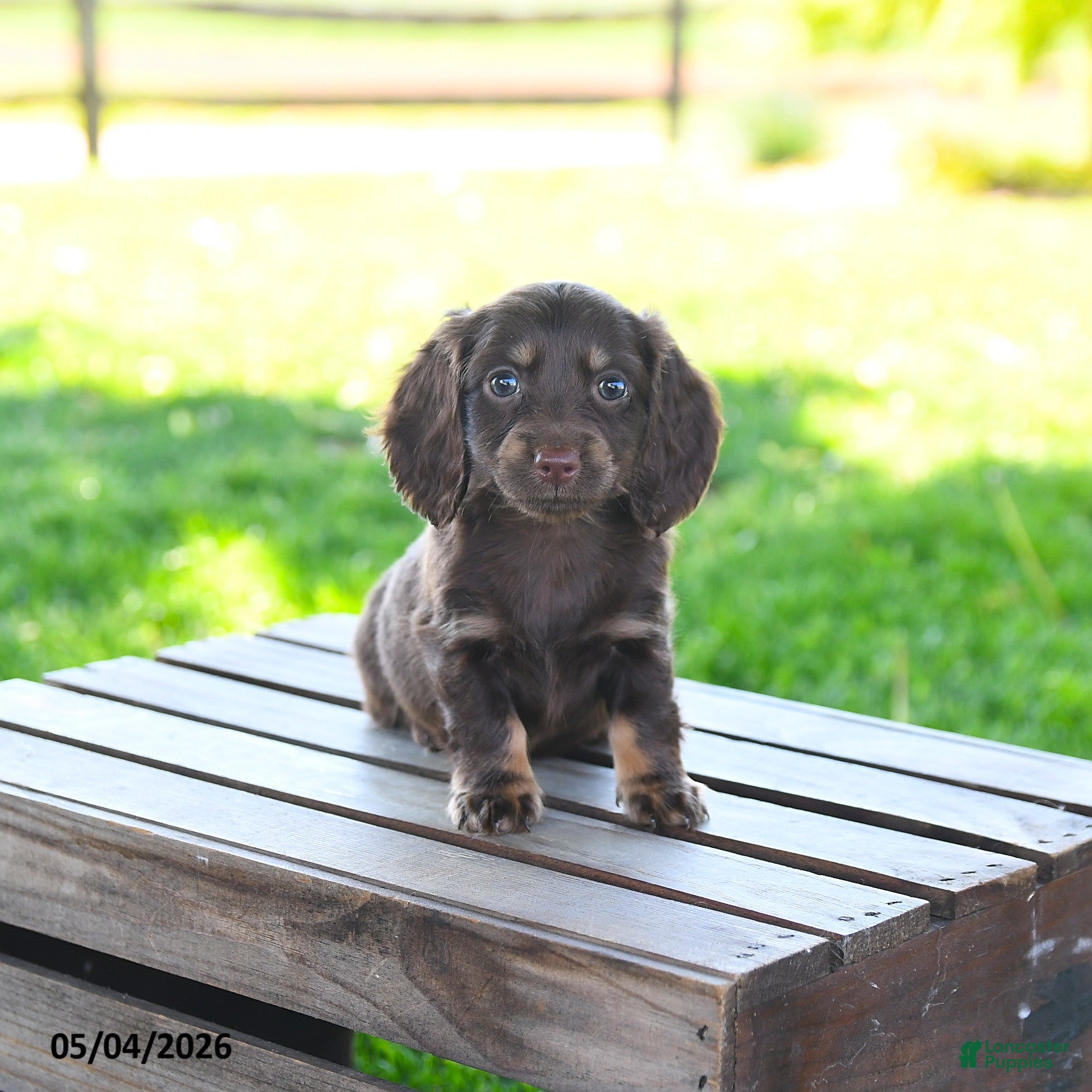 Miniature Dachshund dogs for sale: Sharron - Ad 2