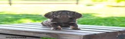 Miniature Dachshund dogs for sale: Sharron - Ad 4