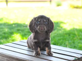 Miniature Dachshund dogs for sale: Sharron - Ad 2
