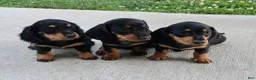 Dachshund dogs for sale: Cooper  - Ad 5