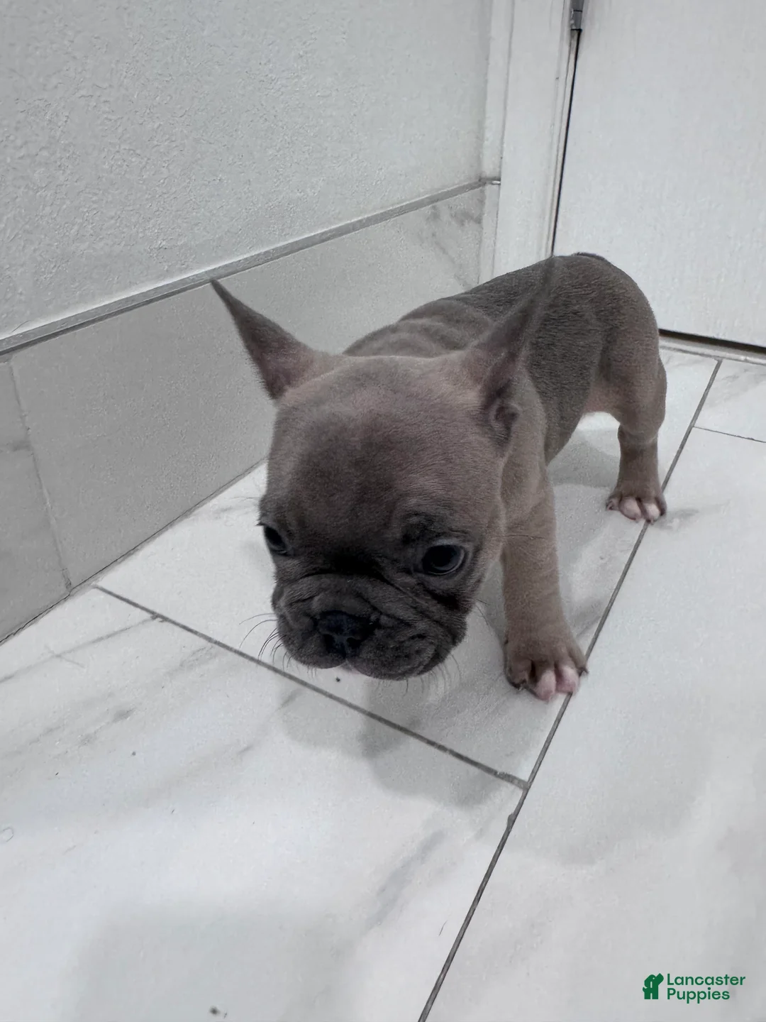 French Bulldog dogs for sale: French Bulldog Puppy 2 - Ad 10