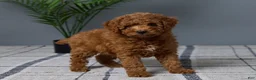 Mini Goldendoodle dogs for sale: Candie - Ad 4