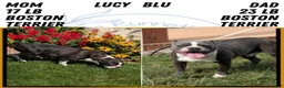 Boston Terrier dogs for sale: Tripp - Ad 9