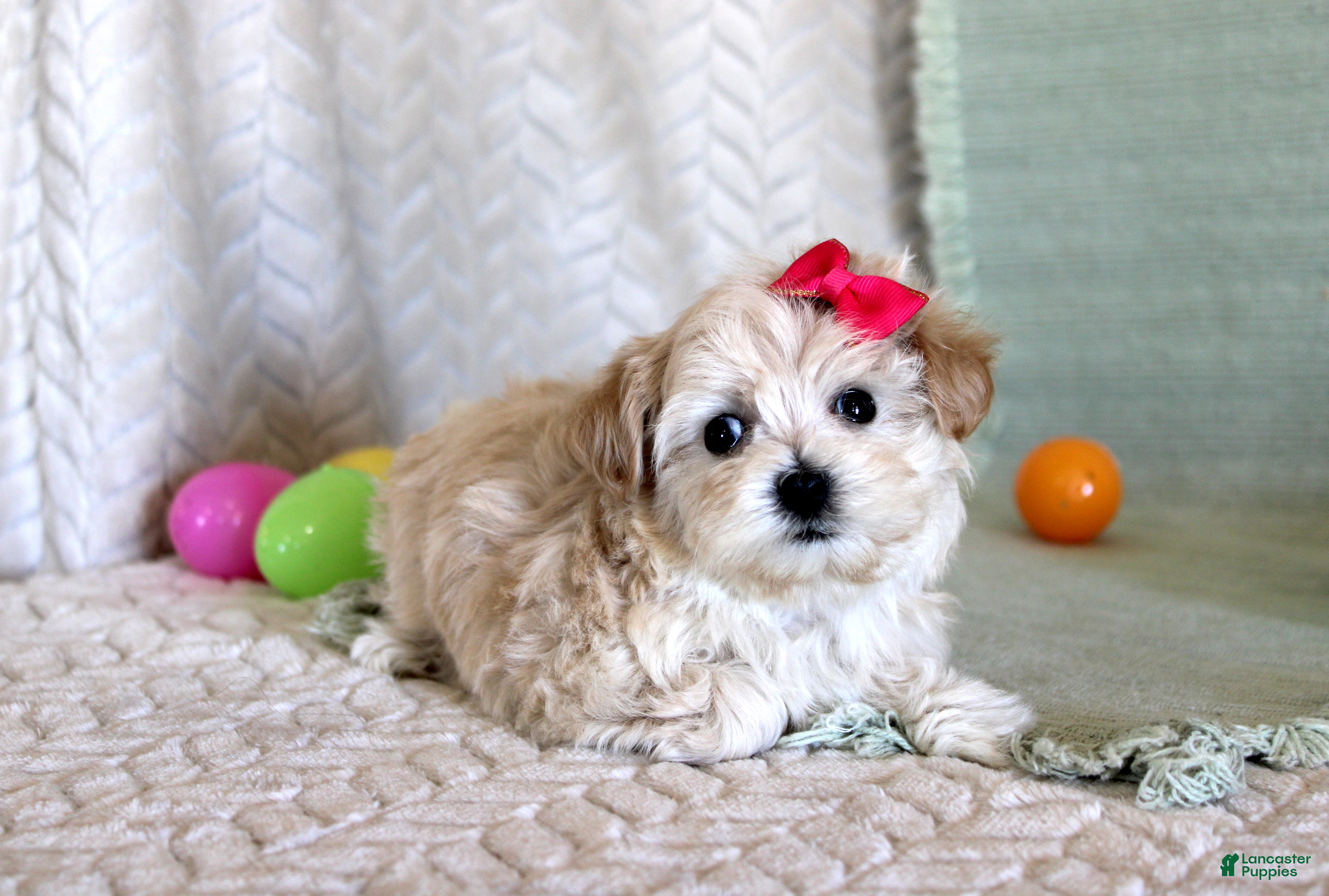 Maltipoo dogs Dixy - Ad 13