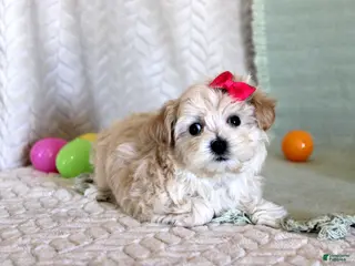 Maltipoo dogs Dixy - Ad 13