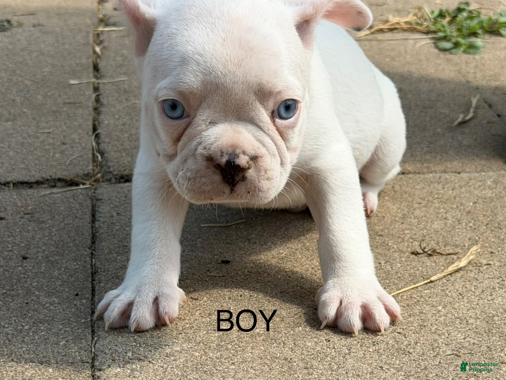 French Bulldog dogs French Bulldog 4 - Ad 39