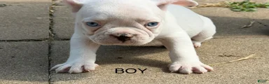 French Bulldog 4