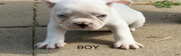 French Bulldog dogs for sale: French Bulldog 4 - Ad 1