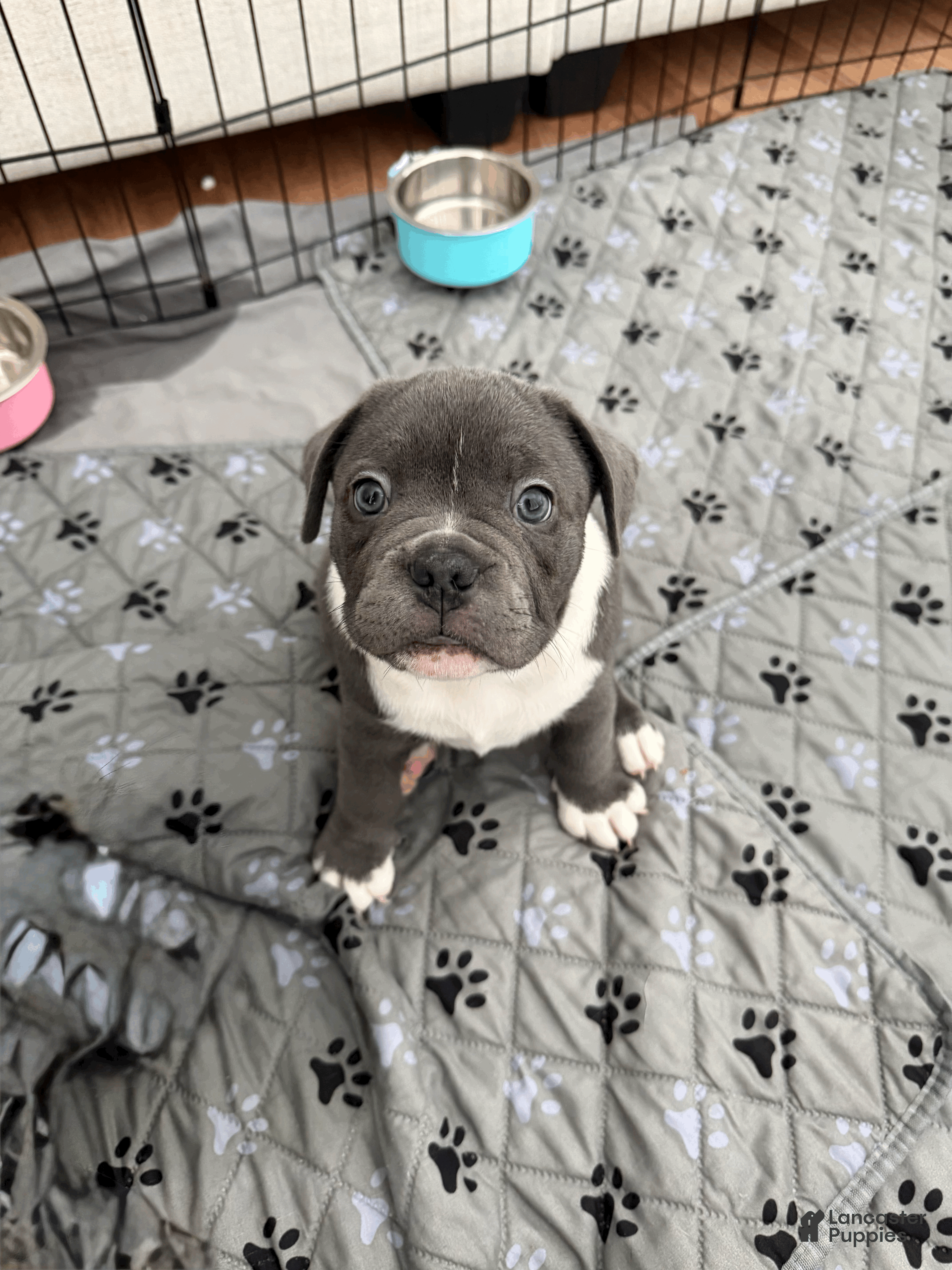 Mixed Breed dogs Blue Micro Bully Male - Ad 33