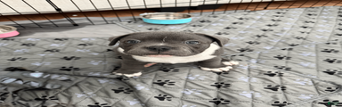 Blue Micro Bully Male