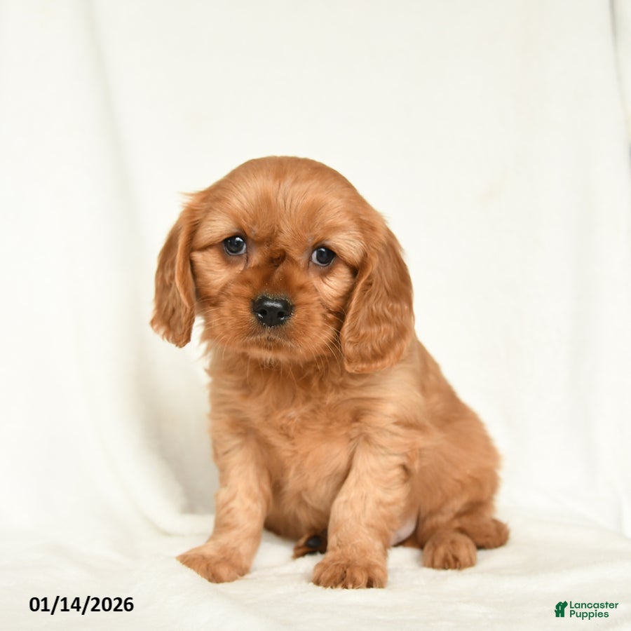 Miniature Golden Retriever dogs Emmet - Ad 2