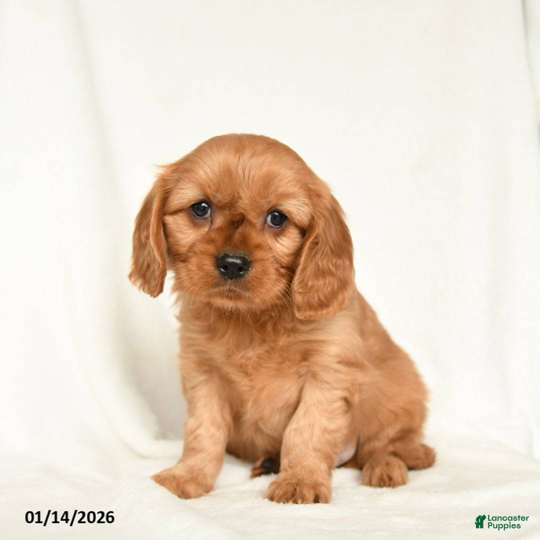 Miniature Golden Retriever dogs for sale: Emmet - Ad 2