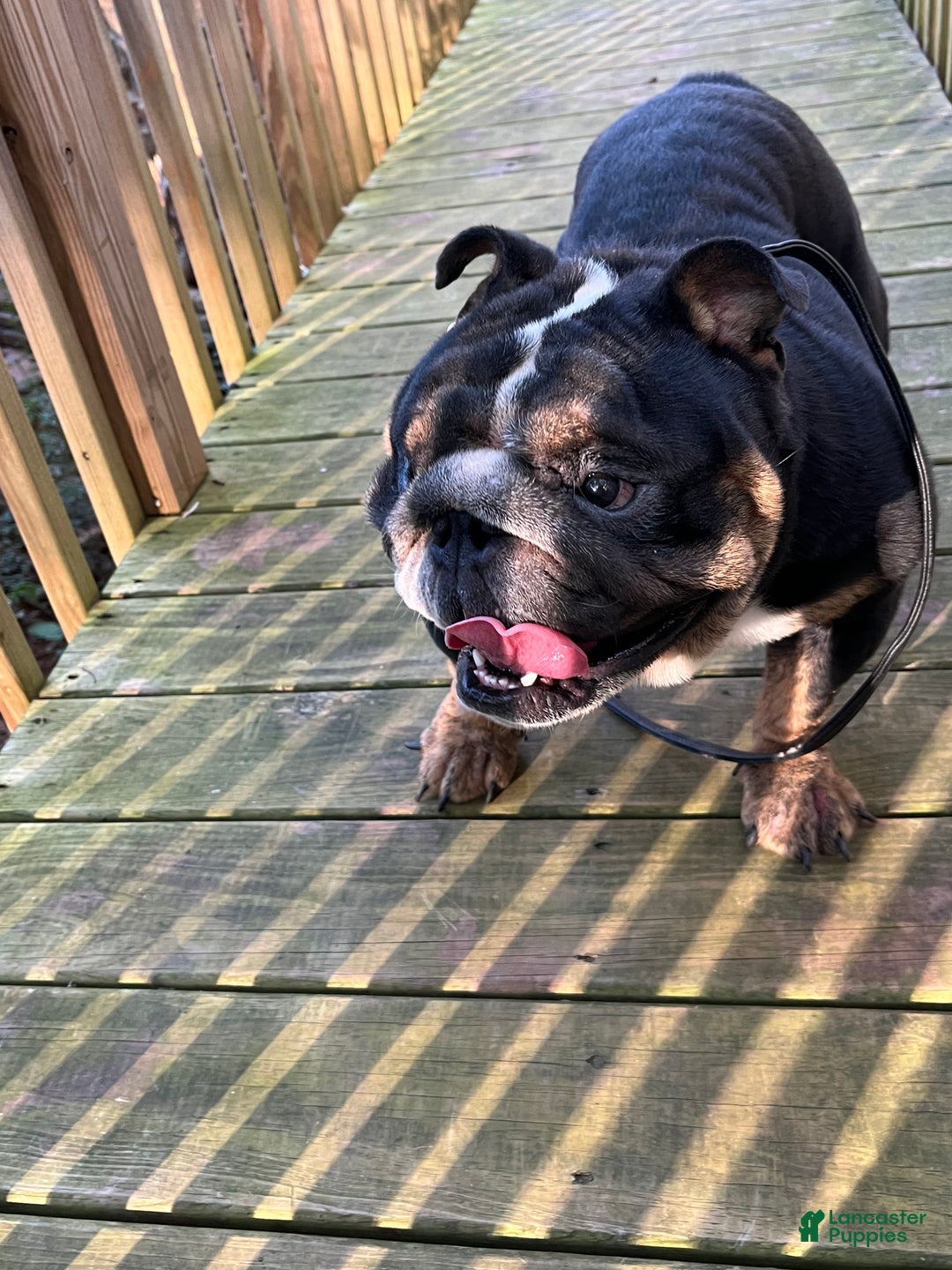 English Bulldog dogs for sale: English Bulldog Puppy zip  - Ad 4