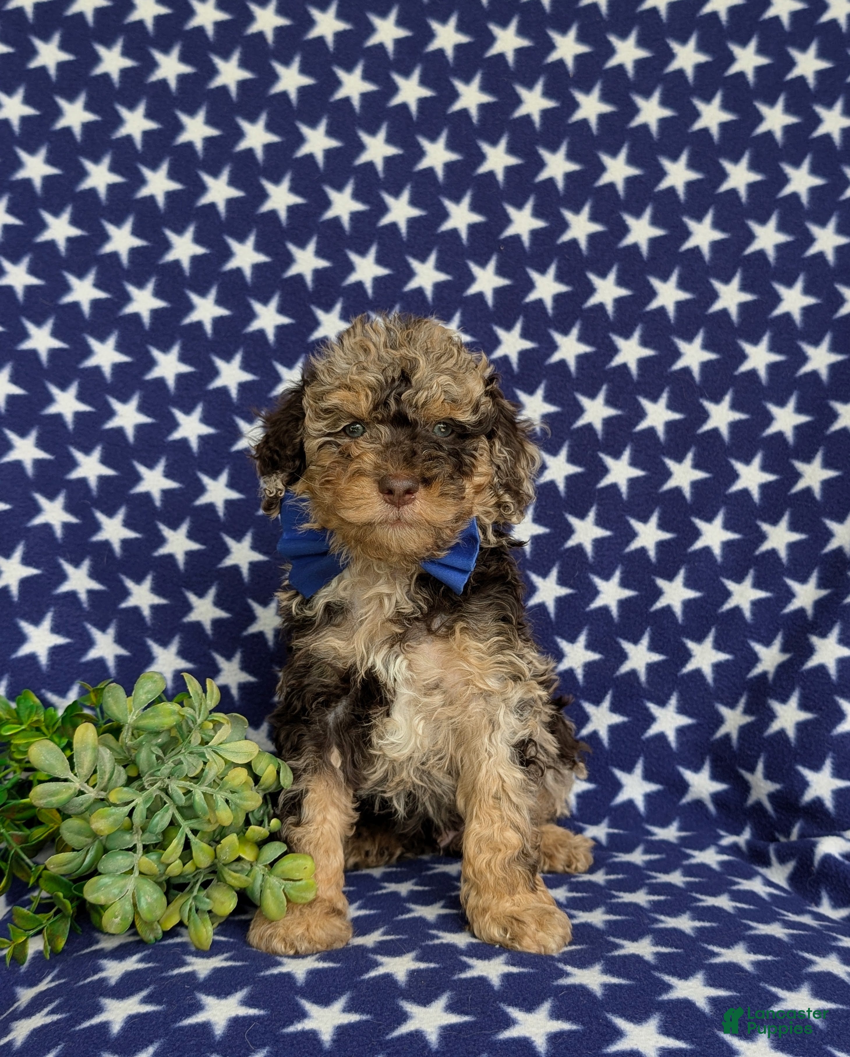 Mini Bernedoodle dogs Quaid Hypoallergenic - Ad 2