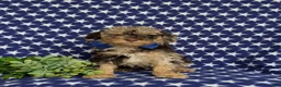 Mini Bernedoodle dogs for sale: Quaid Hypoallergenic - Ad 2